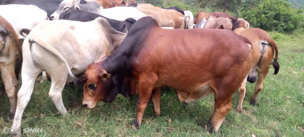 Breeding Boran Bulls – Kisombwa Ranching Scheme